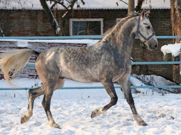 Породы верховых лошадей: обзор и характеристики