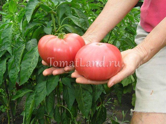 Описание сорта томата Моя семья, особенности выращивания и урожайность