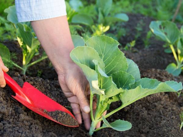 Как и когда удобрять капусту? правила и пошаговые рекомендации