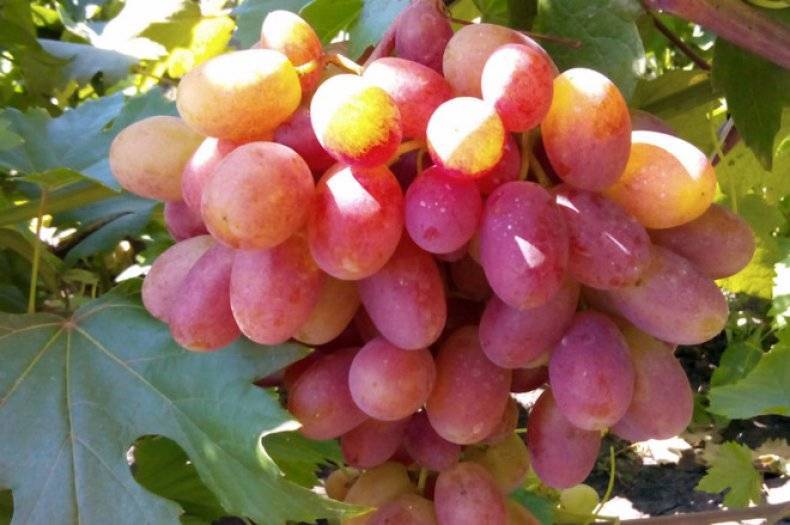 Один из самых продаваемых сортов винограда — «аркадия»