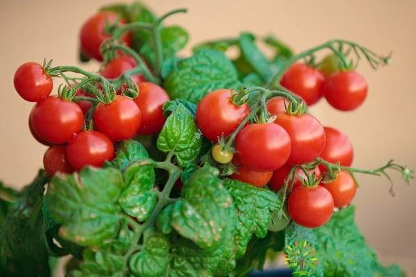 Описание сорта томата Пигмей и особенности выращивания
