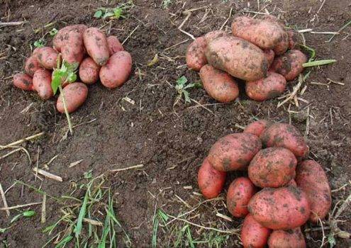 Характеристика российского картофеля «рябинушка»: описание сорта, фото