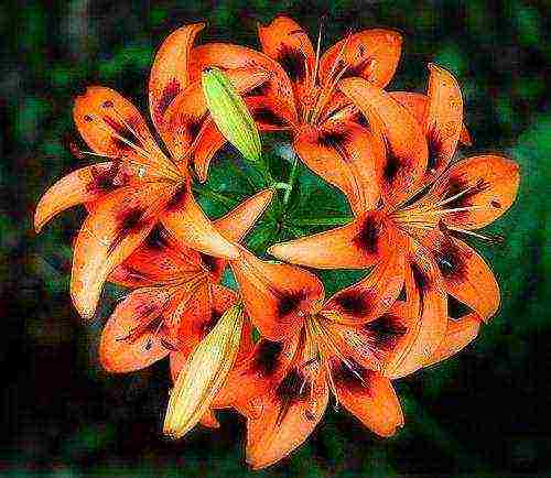 Безупречное цветущее растение — азиатская лилия: фото и уход за цветком