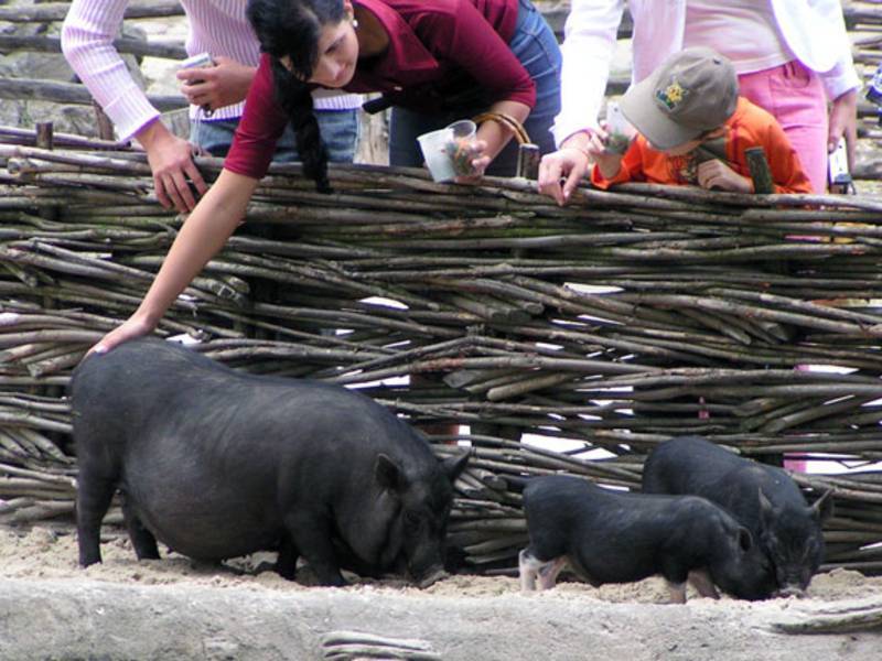 Сколько живут свиньи разных пород