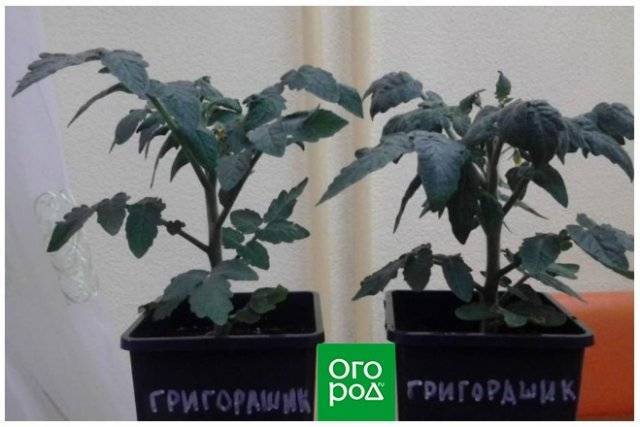 Выращивание томата Григорашик f1 и описание сорта