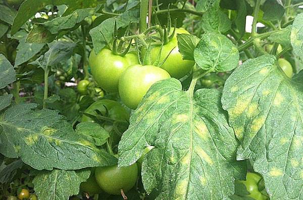 Болезни и вредители томатов: описание с фото и способы лечения