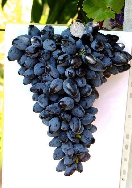 Описание и характеристики винограда сорта Викинг, плюсы и минусы