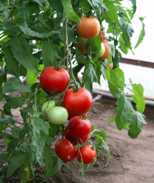 Характеристика и описание сорта томата Ажур f1, его урожайность