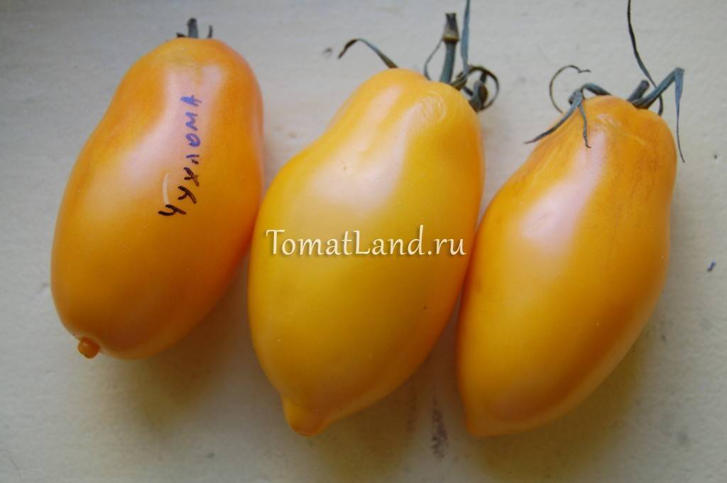 Томат чухлома: оригинальный сорт с оранжевыми плодами