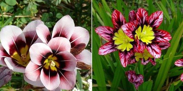Цветы спараксис: описание и выращивание растения