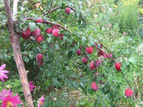 Алыча скороплодная — описание сорта, фото и отзывы садоводов