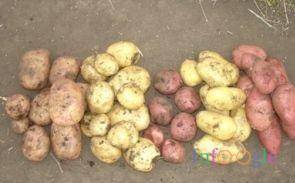 Описание сорта картофеля журавинка, выращивание и урожайность