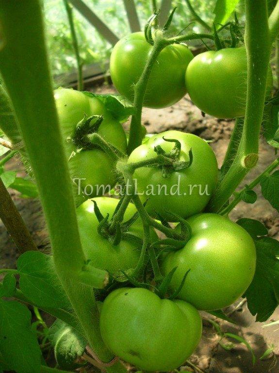 Замечательный вкусный томат для вашего участка — «катюша»