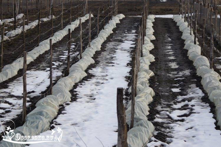 Подробное описание как укрыть виноград на зиму