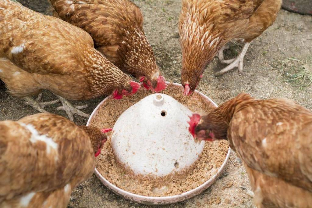 Как давать мел курам и цыплятам, в каком количестве