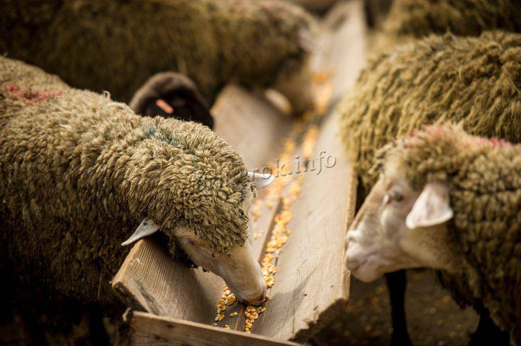 Содержание и кормление овец в домашних условиях