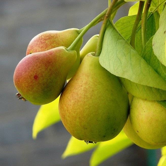 Как сохранить груши на зиму: лучшие способы хранения плодов в свежем виде, а также сушеными и замороженными