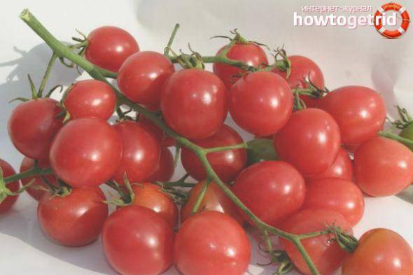 Сорт томат «вождь краснокожих»: описание и характеристика