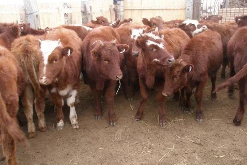 Глисты у коров и как от них избавиться