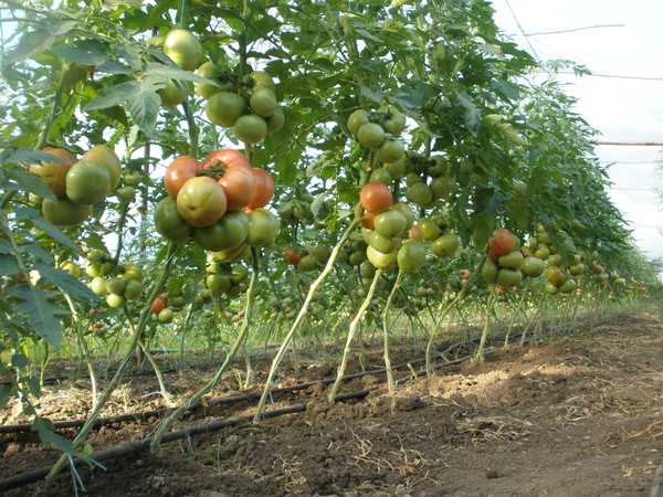 Желанный гость на вашем участке — томат «султан»: выращиваем без хлопот и наслаждаемся урожаем