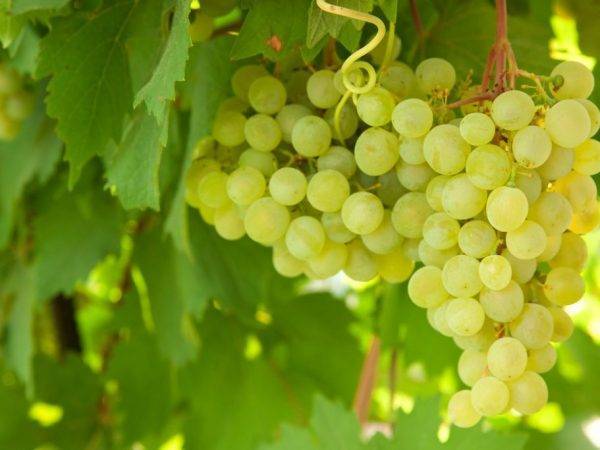 Описание и характеристики сорта винограда Карменер, история, выращивание и уход