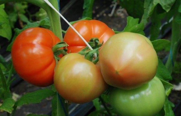 Томат марьина роща: характеристика и описание сорта, урожайность с фото