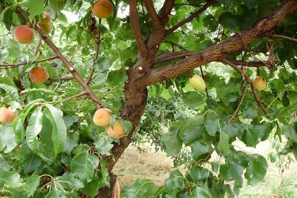 Как привить яблоню летом – пошаговая инструкция для начинающих