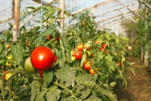 Сорта томатов для открытого грунта для средней полосы: лучшие и урожайные