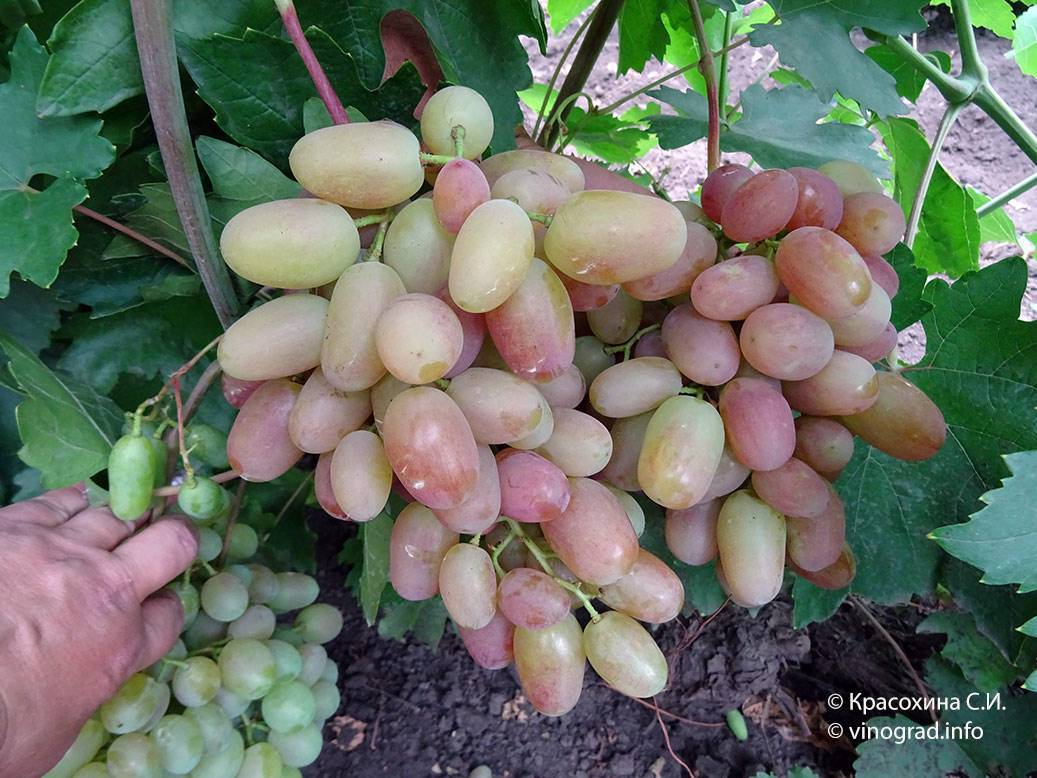 Выращивание винограда раннего созревания преображение