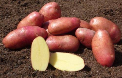 Описание сорта картофеля Ароза, особенности выращивания и урожайность