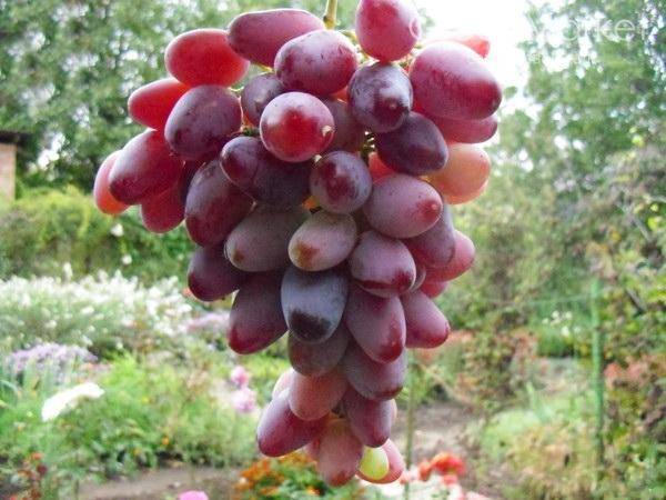 Описание винограда сорта Зарево, правила посадки и выращивания
