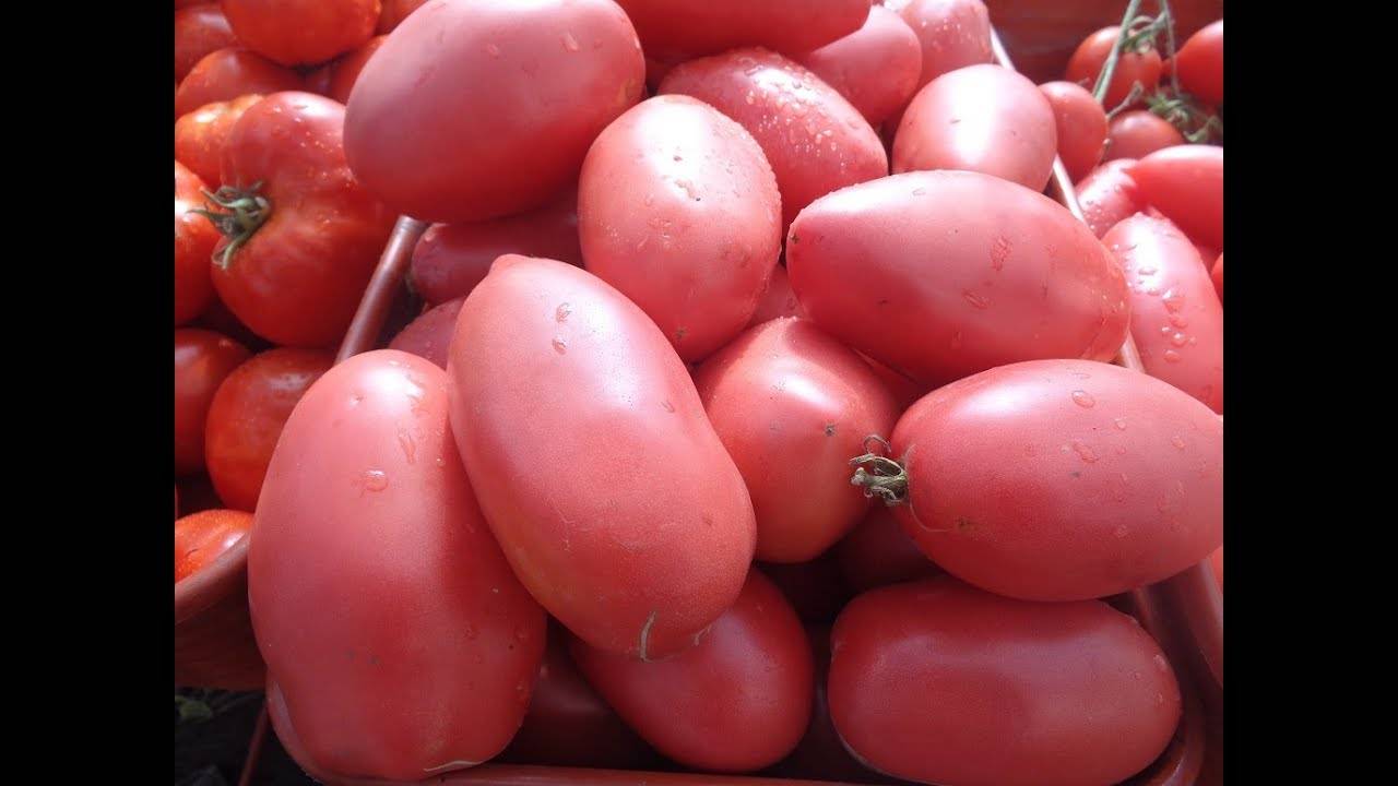 Обзор лучших сортов томатов для Саратовской области