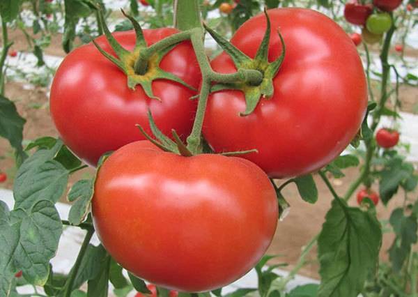 Лучшие сорта томатов сибирской селекции