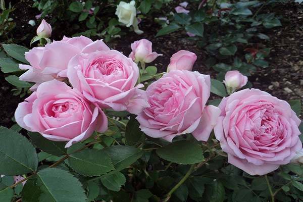 Роза свани (swany) — описание и характеристики сорта