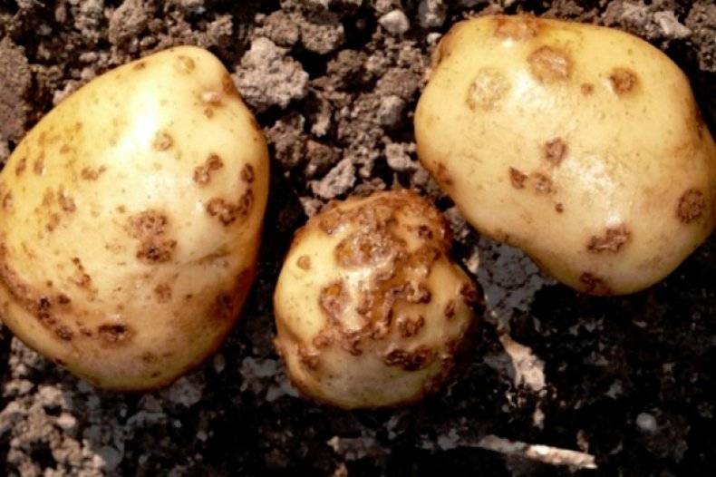 Парша на картофеле – что делать и как бороться