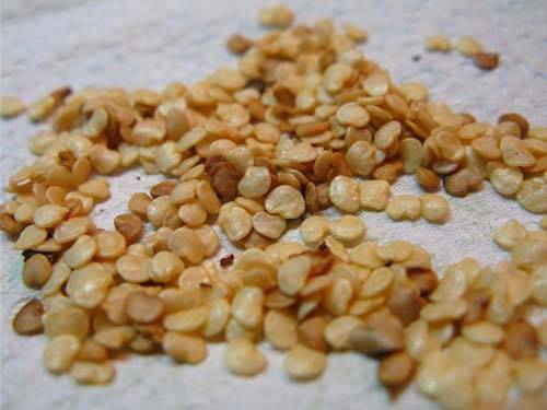 Семена баклажана: как подготовить и обработать перед посевом на рассаду