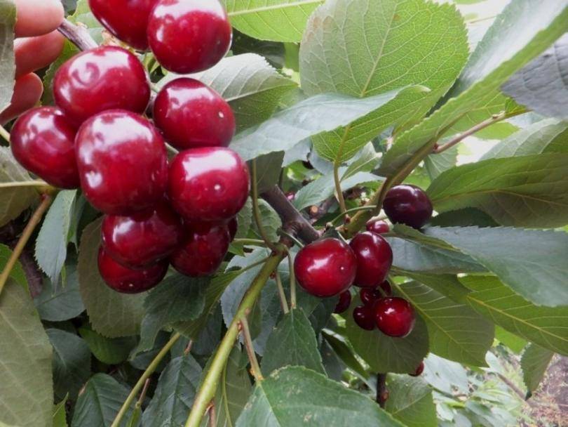 Выращивание плодово-ягодных деревьев: посадка вишни осенью