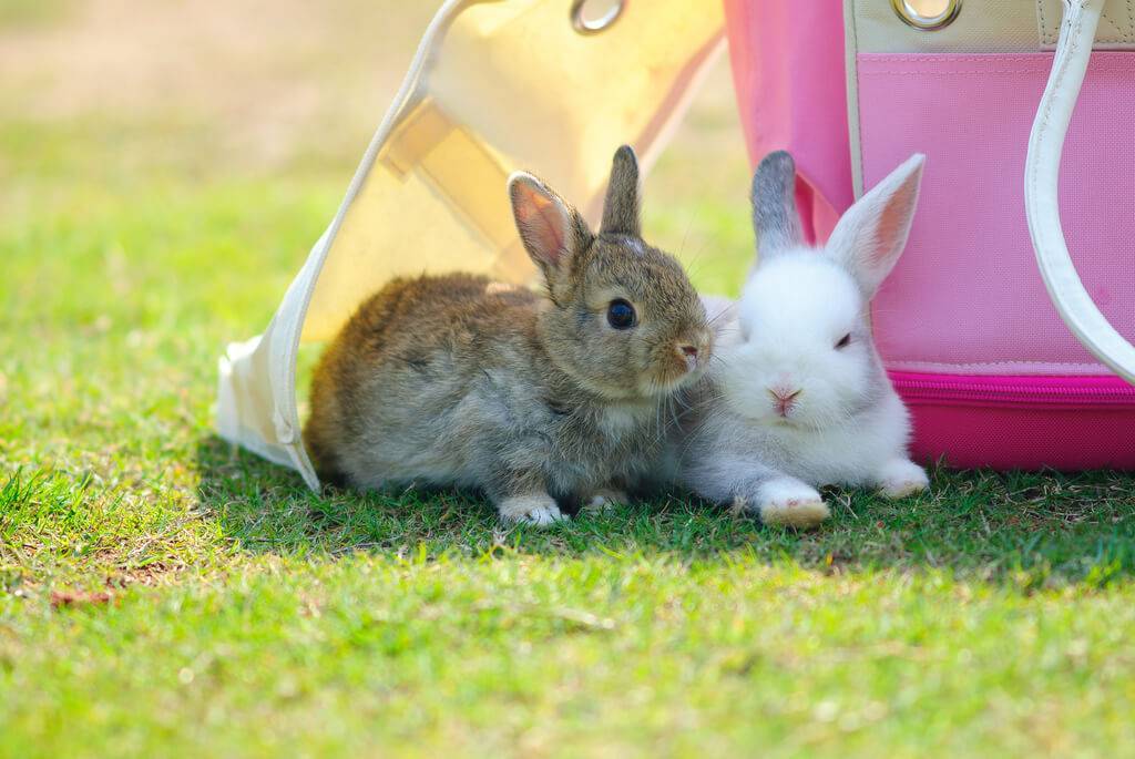 Болезни лап у кроликов, причины, профилактика и принципы лечения