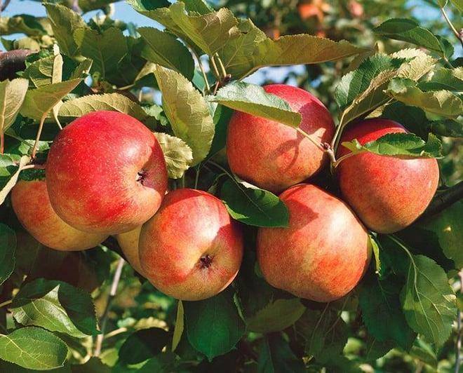 Выращивание яблони жигулевское
