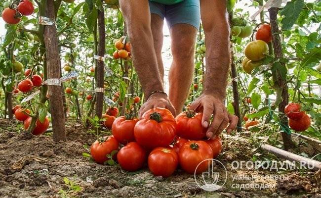 Характеристика и описание сорта томатов «бабушкин секрет»