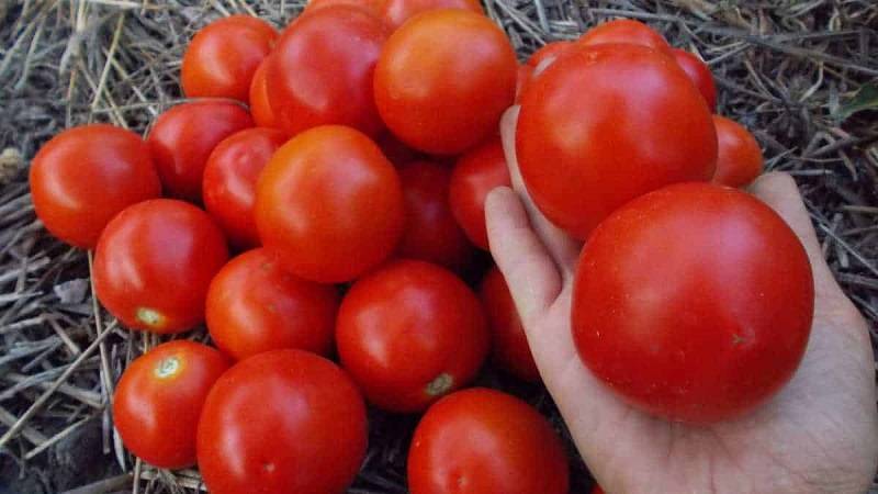 Выращивание томатов ямал