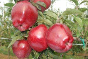 Яблоня услада — как ухаживать за деревом