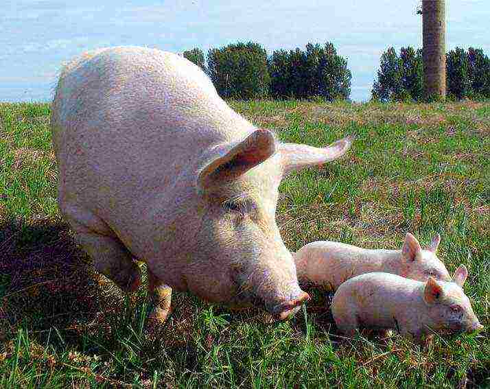 Особенности содержания свиней в подсобном хозяйстве