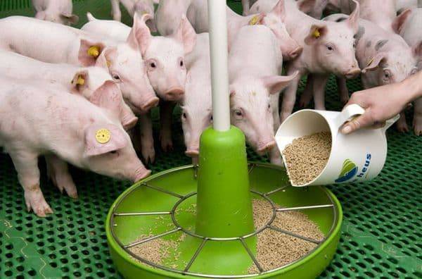Из чего делают комбикорм для поросят и свиней, виды и лучшие производители