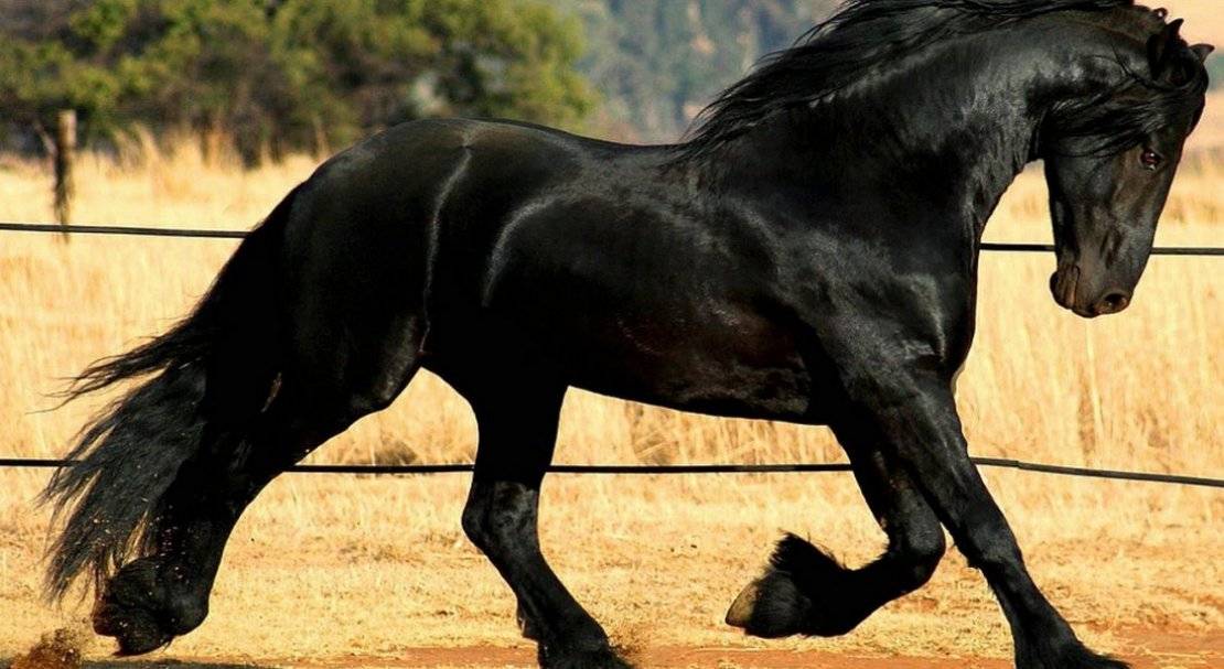 Описание русской верховой породы лошадей и правила содержания