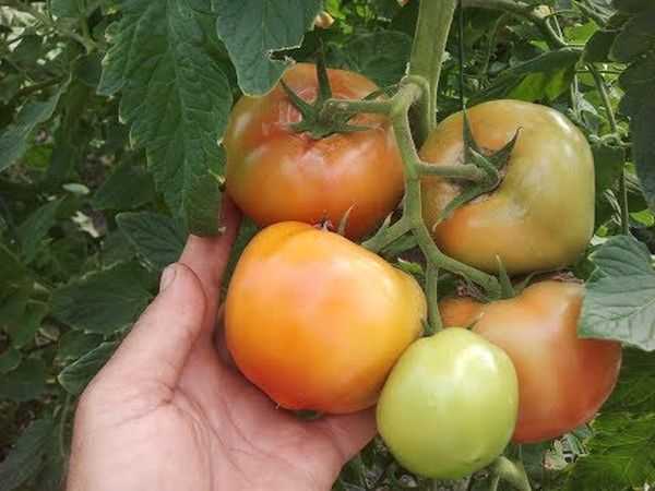 Урожайность и описание сорта помидор махитос f1 – рекомендации по выращиванию