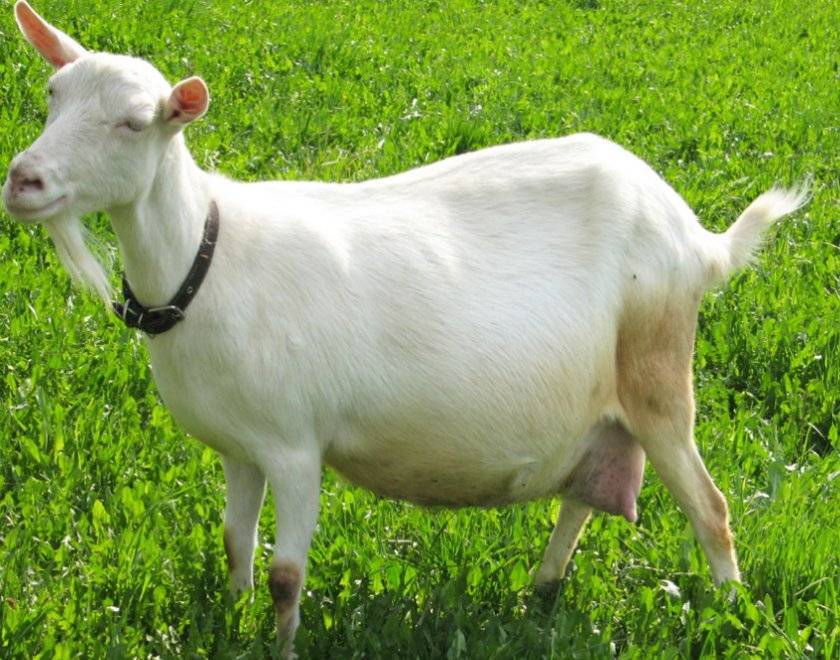 Как проходит окот у козы? всё, что нужно знать фермеру!