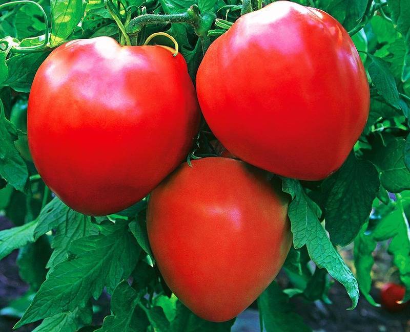 Низкорослые сорта томатов для открытого грунта: 30 сортов с описанием