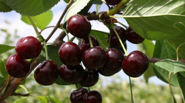 Вишня валерий чкалов: описание сорта и характеристики плодов, выращивание