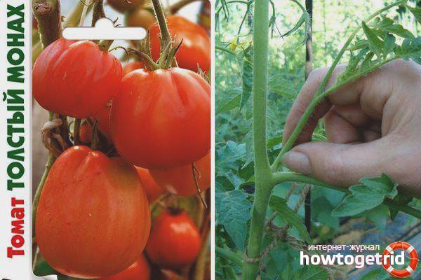 Характеристика и описание сорта томатов Толстый монах
